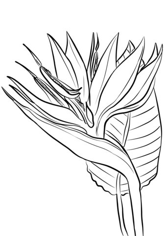 Bird Of Paradise Flower Coloring Page